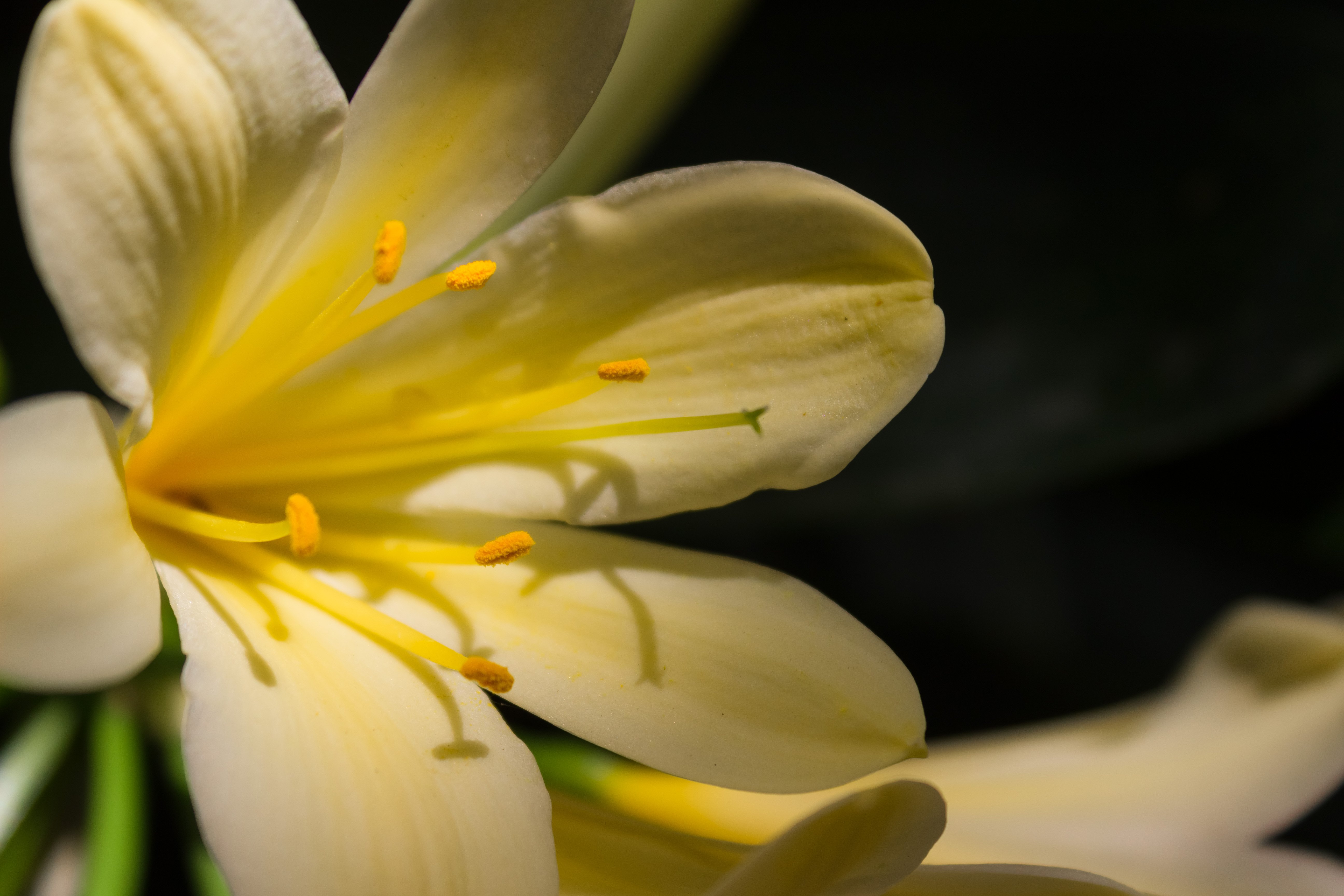 Yellow flower blossoming for spring 